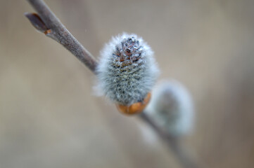 Closeup of a willow bud © AnnyKen