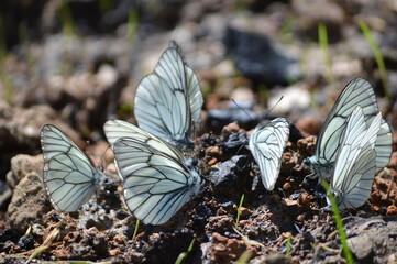 Closeup of a group of white butterflies