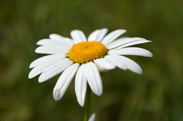 Closeup of a chamomile flower