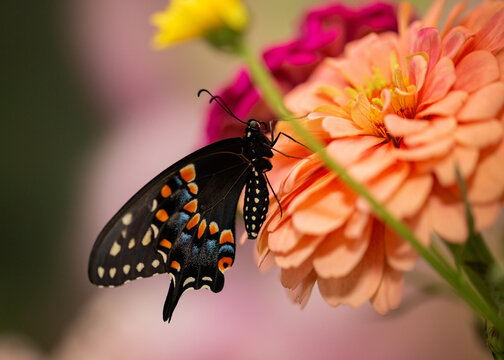Male black swallowtail hanging from a flower stem in the garden in the summer