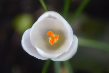Closeup of a white crocus flower