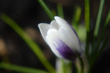 Closeup of a white-purple crocus flower