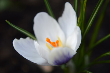 Closeup of a white crocus flower