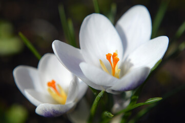 Closeup of white crocus flowers