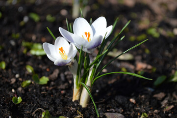 Closeup of white crocus flowers