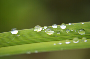 Closeup of rain drops on a grass leaf
