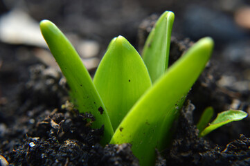 Closeup of a hyacinth sprout