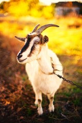 Horned goat grazes in a meadow. Autumn day in the village