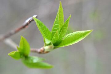 Closeup of a green bud growing