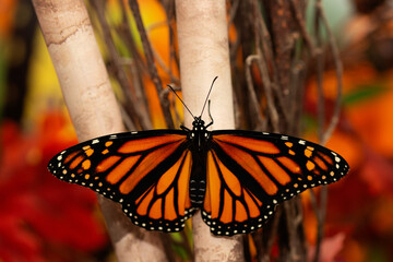 Monarch butterfly on fall maple leaves during migration