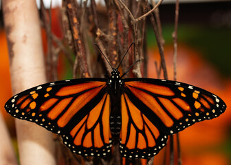 Monarch butterfly on fall maple leaves during migration