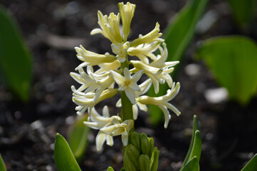Closeup of a white hyacinth flower