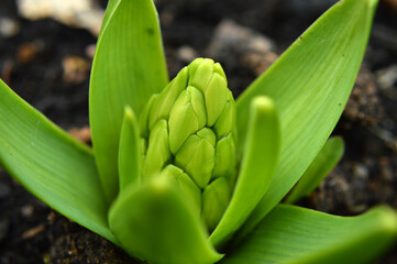 Closeup of a hyacinth sprout