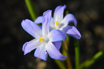 Closeup of violet chionodoxa flowers