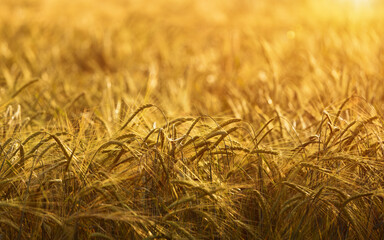 Agricultural barley or wheat field in golden hour, rural landscape with cereals, field of grain...