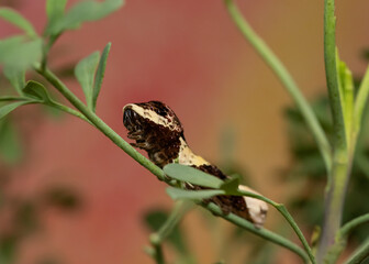 Giant swallowtail caterpillar on common rue