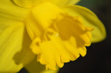Closeup of a yellow daffodil flower