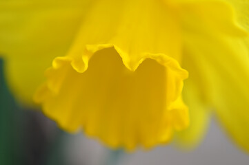Closeup of a yellow daffodil flower