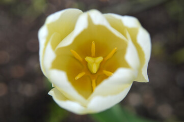 Closeup of a white-yellow tulip heart