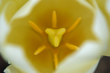 Closeup of a white-yellow tulip heart