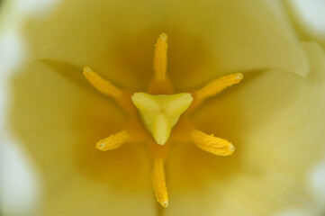 Closeup of a white-yellow tulip heart