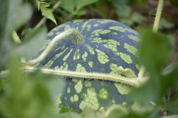 A young small watermelon growing