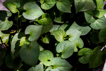 Saururaceae of Plu Kaow thai name on natural background.
