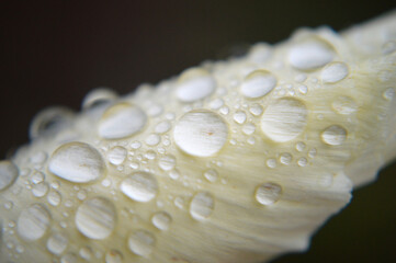 Closeup of a white poppy flower