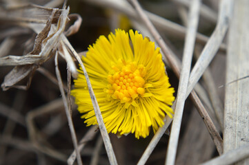Closeup of a small coltsfoot flower