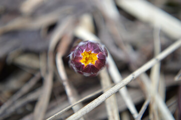 Closeup of a small coltsfoot flower bud