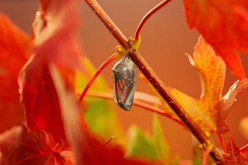 Monarch butterfly chrysalis before butterfly emerges