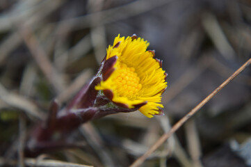 Closeup of a small coltsfoot flower