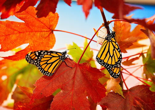 Male and female monarchs roosting on fall leaves during migration