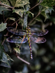 A dragonfly is sitting on a leaf. close shot