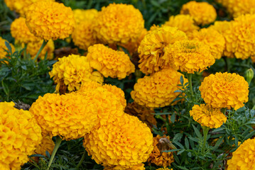 blooming yellow marigold flowers close up