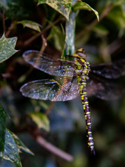 A dragonfly is sitting on a leaf. close shot