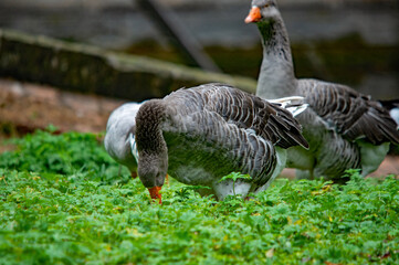 Graugänse fressen auf einer grünen Wiese