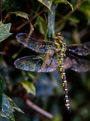 A dragonfly is sitting on a leaf. close shot