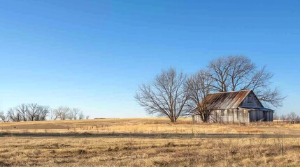 Fototapeta premium A weathered wooden barn stands in a field under a clear blue sky.