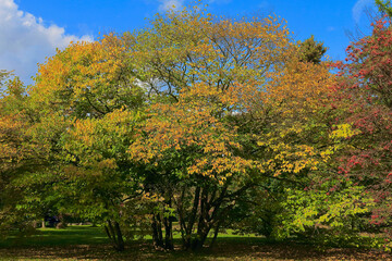 Fototapeta premium 北海道の枝を広げる黄葉