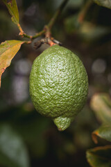  A close-up shot of a green lemon hanging from a branch, showcasing its natural texture and ripening process. The blurred background emphasizes the fruit’s vibrant color and detail