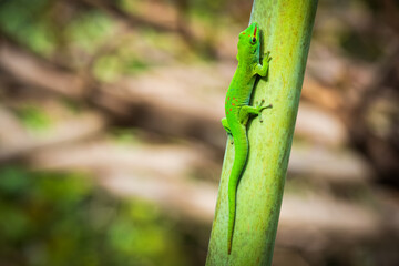 Close-up view of a vibrant green Madagascar Giant Day Gecko (Phelsuma grandis) climbing up a tropical palm tree at Mauritius