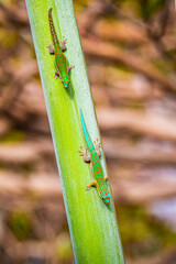 Close-up view of two vibrant Blue-tailed Day Geckos (Phelsuma cepediana) climbing down a tropical palm tree at Mauritius