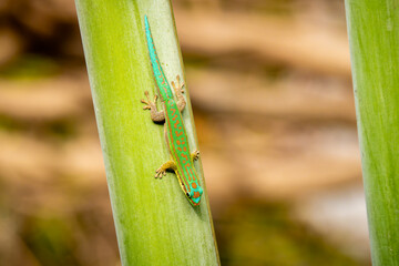 Close-up view of a vibrant female Blue-tailed Day Gecko (Phelsuma cepediana) climbing down a tropical palm tree at Mauritius