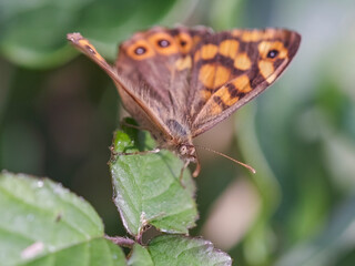Beautiful hairy butterfly macro