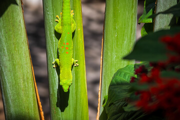 Close-up view of a vibrant green Madagascar Giant Day Gecko (Phelsuma grandis) climbing down a tropical palm tree at Mauritius