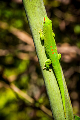 Close-up view of a vibrant green Madagascar Giant Day Gecko (Phelsuma grandis) climbing a tropical palm tree at Mauritius