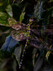 A dragonfly is sitting on a leaf. close shot