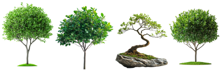 Collection Trees and bonsai green leaves isolated on white background, PNG