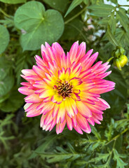 close up pink yellow decorative dahlia flower plant portrait garden